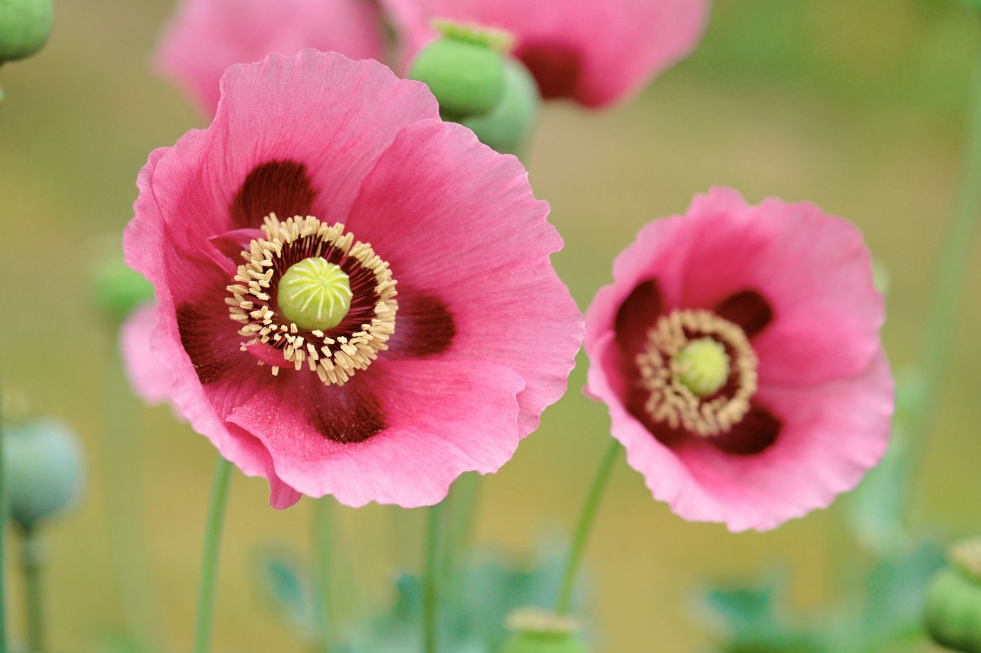 MESAJE DE FLORII. Trimite MESAJE, URĂRI, SMS-uri DE FLORII celor dragi