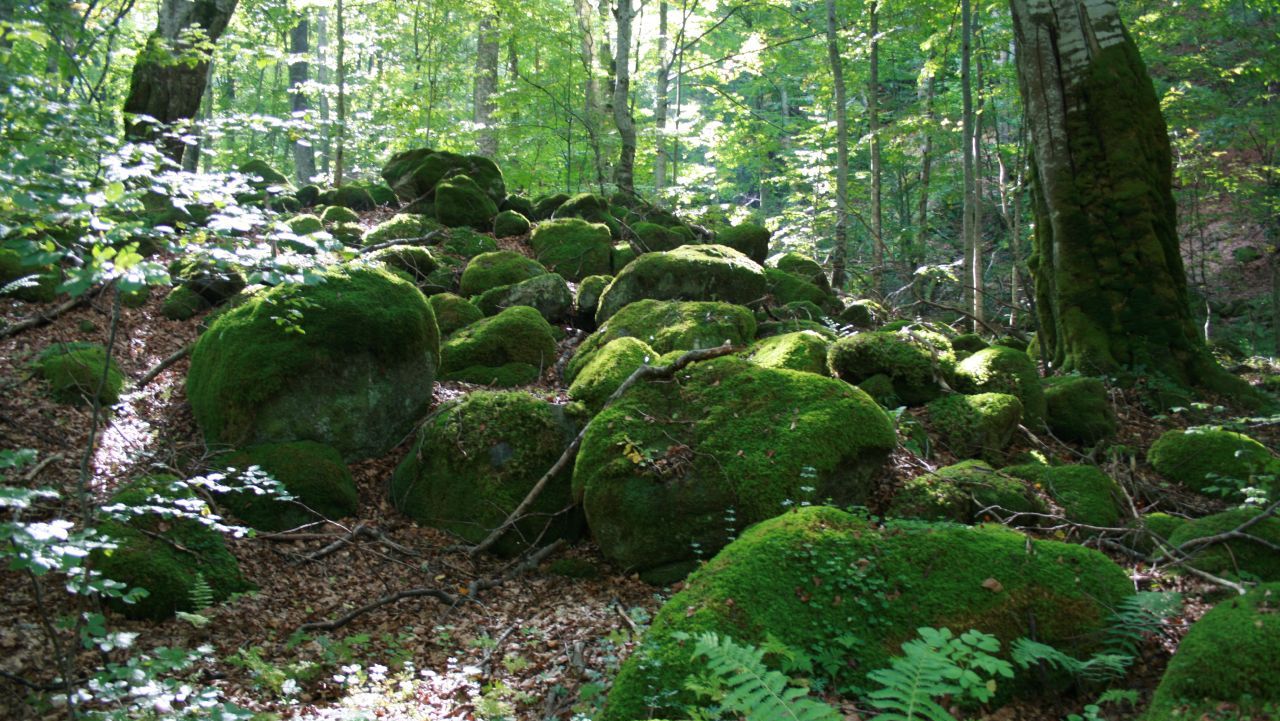 După bătaia încasată de ecologişti în Retezat, procurii DNA fac percheziţii
