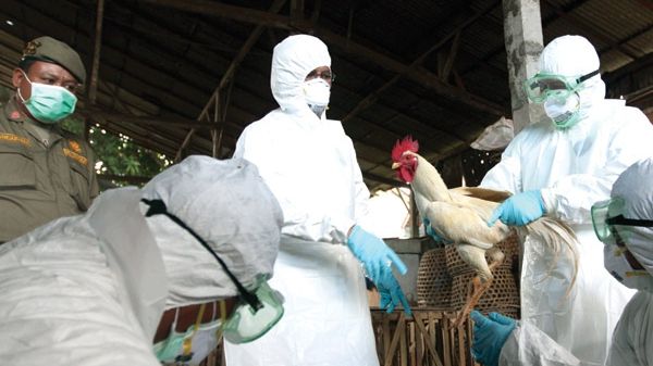 Virusul H5N1 al gripei aviare este privit ca o potențială amenințare pandemică