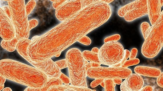 A fost inventat nasul capabil să detecteze bacteriile
