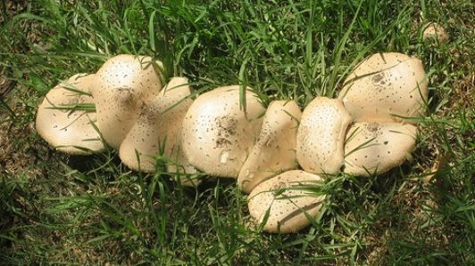 INCONŞTIENŢĂ. Fetiţă de 3 ani, ÎN COMĂ, după ce a mâncat CIUPERCI. Dusă cu elicopterul SMURD la Iaşi