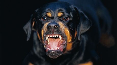Adolescentă transportată de urgenţă la spital după ce a fost atacată de un Rottweiler
