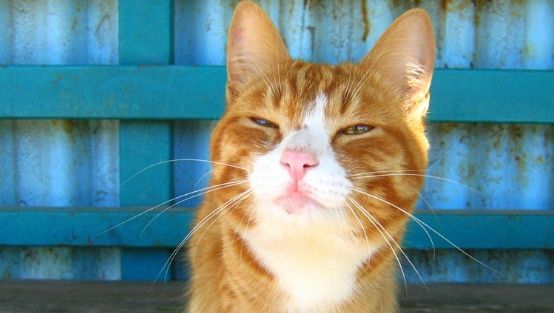 Legătura dintre pisici şi notele slabe: Un parazit ne controlează mintea