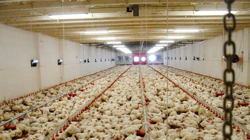 Focar de salmonella la o fermă de găini din Dâmbovița