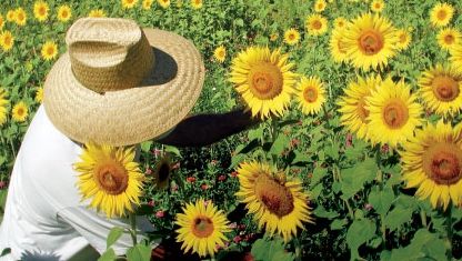 Floarea Soarelui. Legenda şi beneficiile acestei plante 
