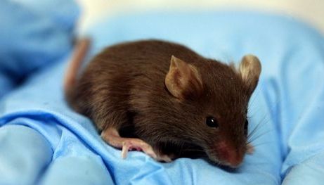 Șoarece filmat într-o covrigărie