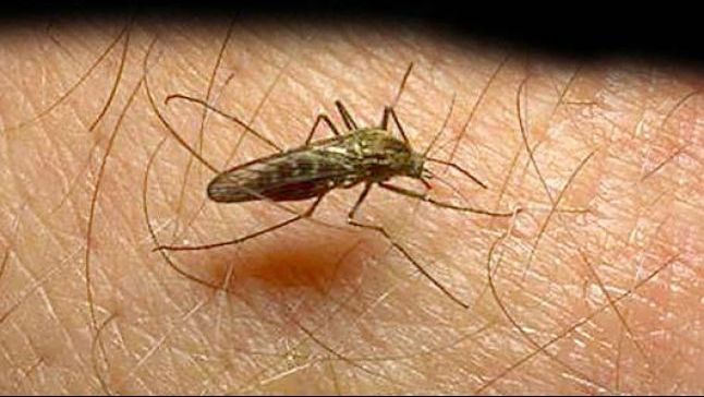 Virusul West Nile face prima victimă. Un pensionar a murit după ce a fost înţepat de ţânţari