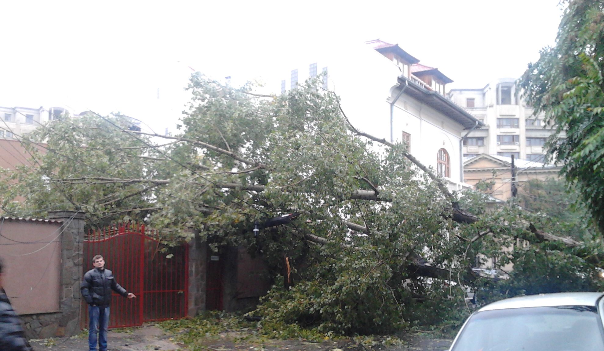 Trafic restricționat în București. Copaci, căzuți din cauza vântului puternic 