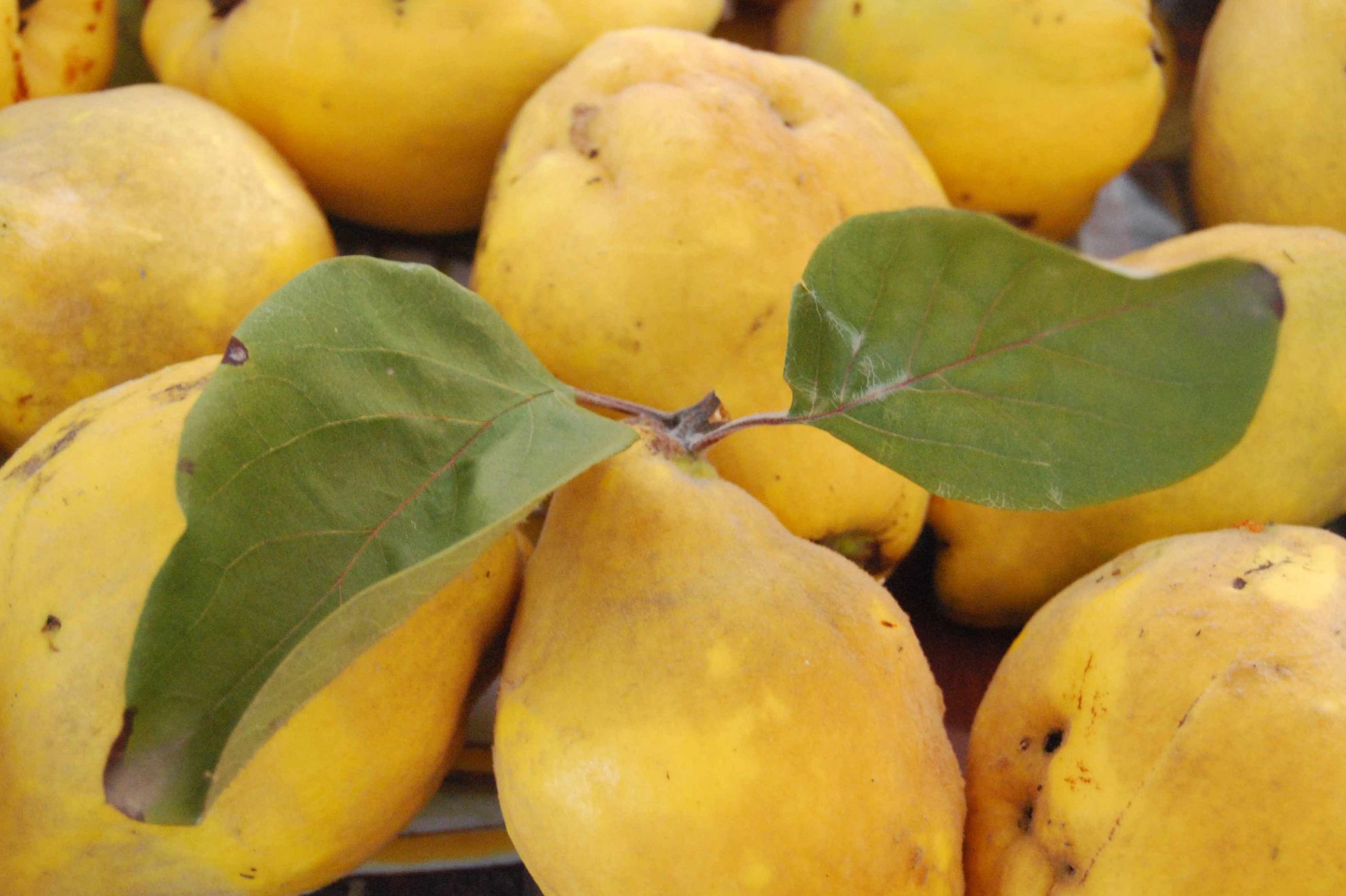 FRESH REFRESH: Uimitoarele proprietăţi ale gutuilor