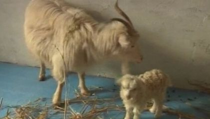 Fenomen bizar în biologie: specia care a rezistat milioane de ani prin clonare