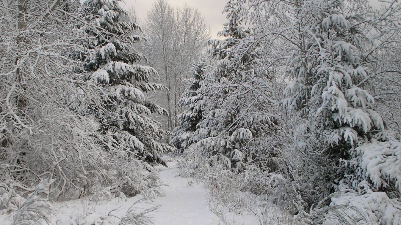 Ninsorile au pus stăpânire! Strat de zăpadă de 10 centimetri în Munţii Rodnei 