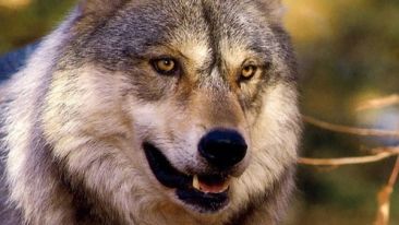 ALERTĂ ÎN ARGEŞ: Un al doilea focar de RABIE, identificat