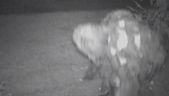 Un bărbat susține că l-a ucis pe Bigfoot și că are poze care să dovedească asta. Cum arată creatura
