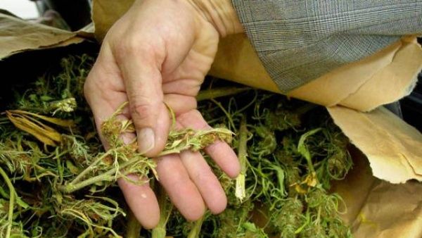 TRAFICANŢI DE DROGURI, prinşi cu o cantitate URIAŞĂ de CANABIS în portbagaj