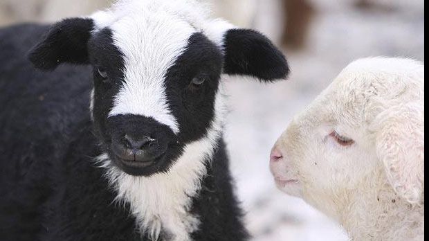 MITĂ VACI ȘI OI: Fostul prim-procuror al Parchetului Gheorgheni neagă acuzațiile