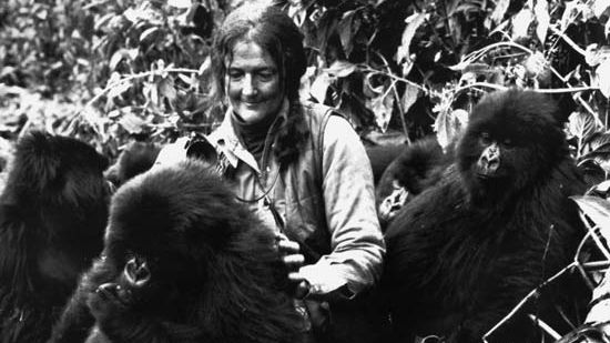 DIAN FOSSEY. Moartea misterioasă a lui Dian Fossey, "doamna gorilelor"