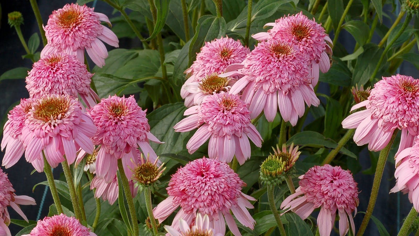 Echinacea, planta vindecătoare a iernii