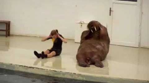 După REVELION, toată lumea face SPORT: MORSA care provoacă hohote de râs