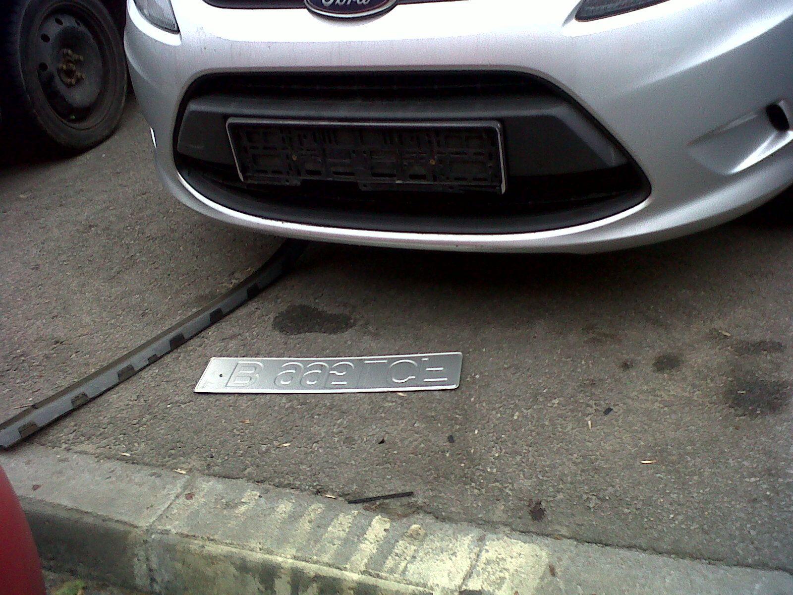 MARTOR OCULAR. Scene de GROAZĂ. O haită de câini a atacat o pisică. Un şofer s-a ales cu pagube