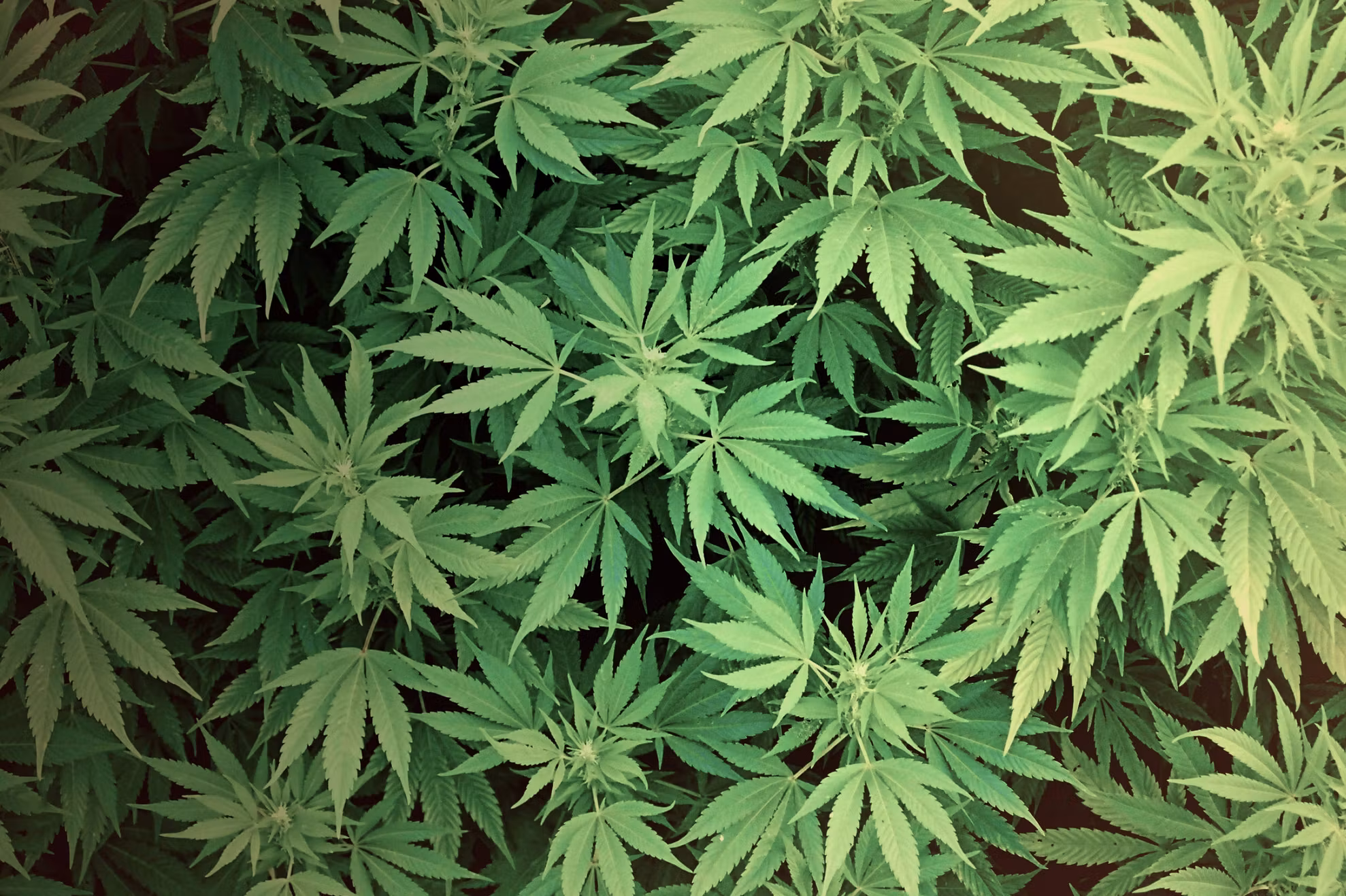 Efectul neaștepatat al consumului de marijuana
