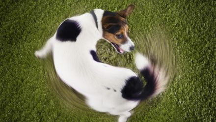 Comportamentul animalelor de companie: descifrarea obiceiurilor ciudate ale CÂINELUI şi PISICII
