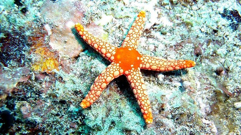 Stelele de mare, ucise în masă de o boală misterioasă care le destramă corpurile