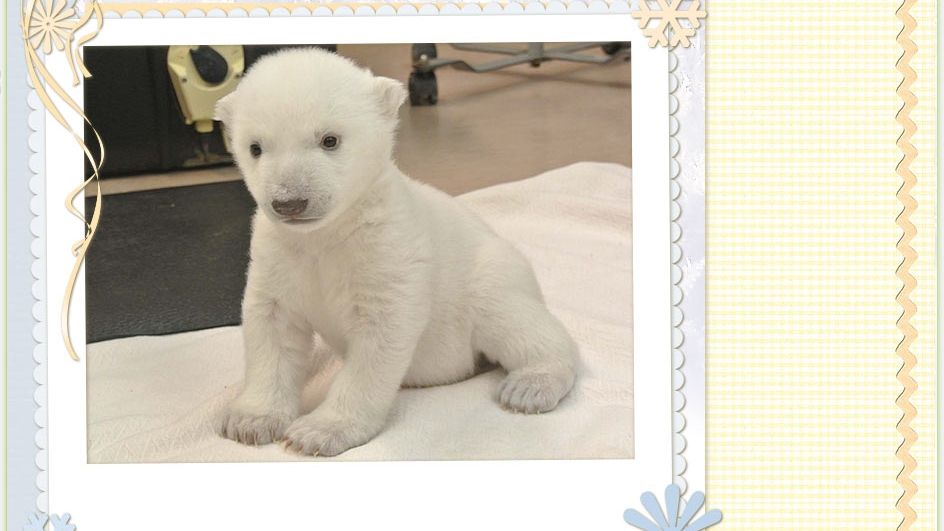 Debut FANTASTIC la Zoo Toronto: cum se joacă în zăpadă un PUI de URS POLAR de 3 luni