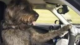 Femeie sau bărbat la volan? PRIVIREA câinelui din imagine spune totul