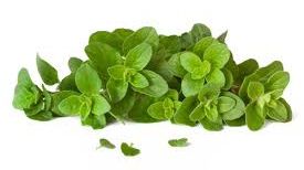 OREGANO, una dintre cele mai puternice arme ale naturii împotriva unui VIRUS