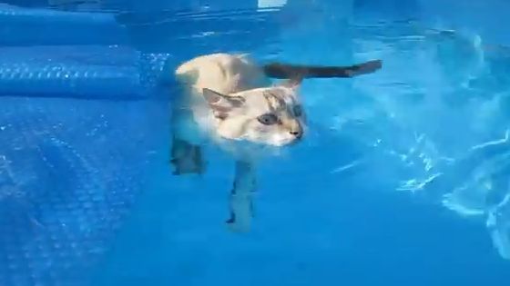 O pisică înoată în piscină. IMAGINI care te cuceresc