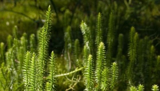 Acesta este cel mai bun algocalmin natural