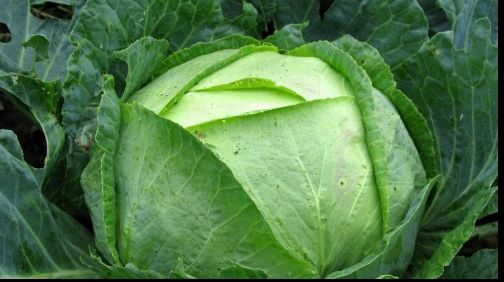 VARZA, leguma minune: 15 efecte miraculoase 