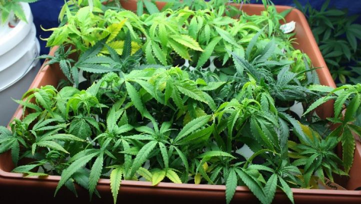 Doi bărbaţi care cultivau canabis în apartamentele din Bucureşti şi Teleorman, reţinuţi de DIICOT