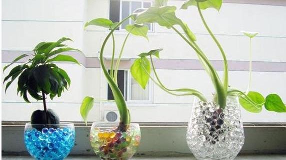 9 plante de interior magice care atrag dragostea, bucuria şi prosperitatea
