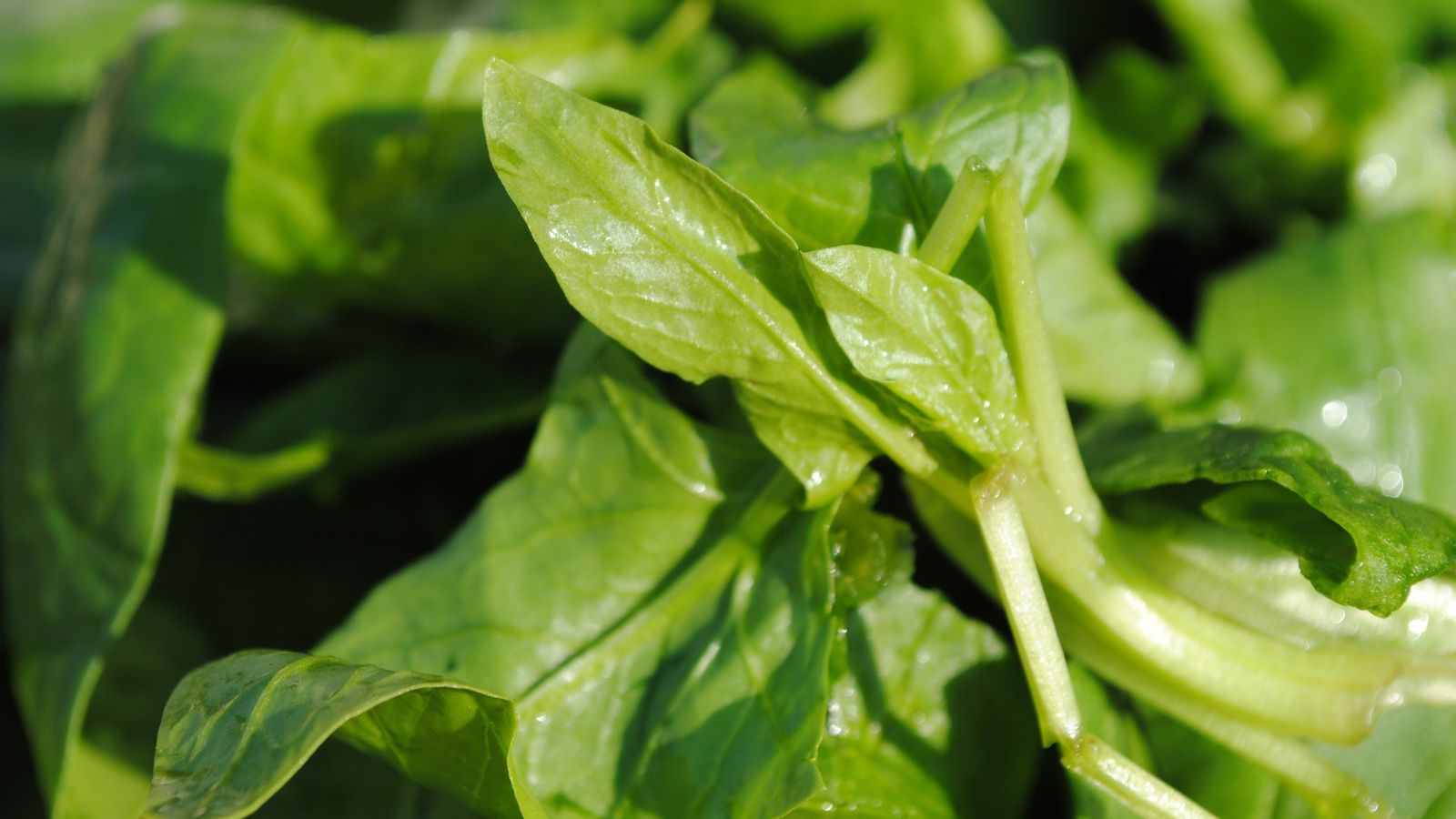 Slăbește 5 kilograme într-o lună cu regimul verde