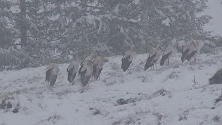 Berze, surprinse de ninsori în România. Ce spune tradiția despre berze?