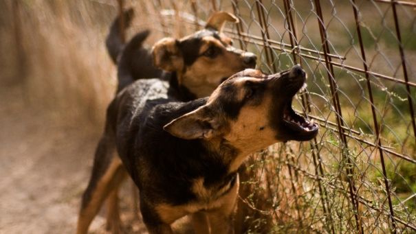 Bărbat MÂNCAT DE CÂINI, găsit pe câmp. Animalele ucigaşe, prinse cu mascaţi