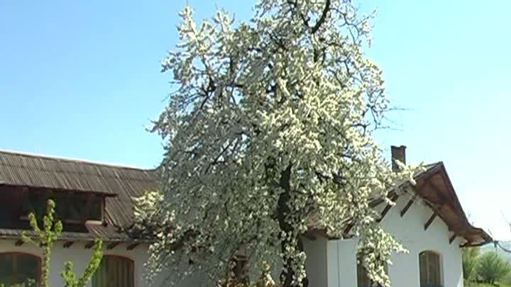 Cel mai mare cireş din Europa se află în judeţul Alba. A fost sursa de inspiraţie a lui Lucian Blaga