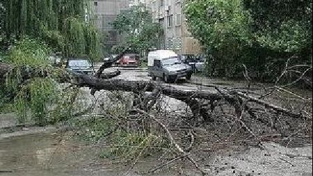 Copaci doborâți de vânt în Pitești