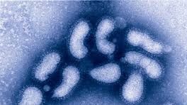 Avertisment ŞOCANT al experţilor. Un virus mortal se răspândeşte cu repeziciune 