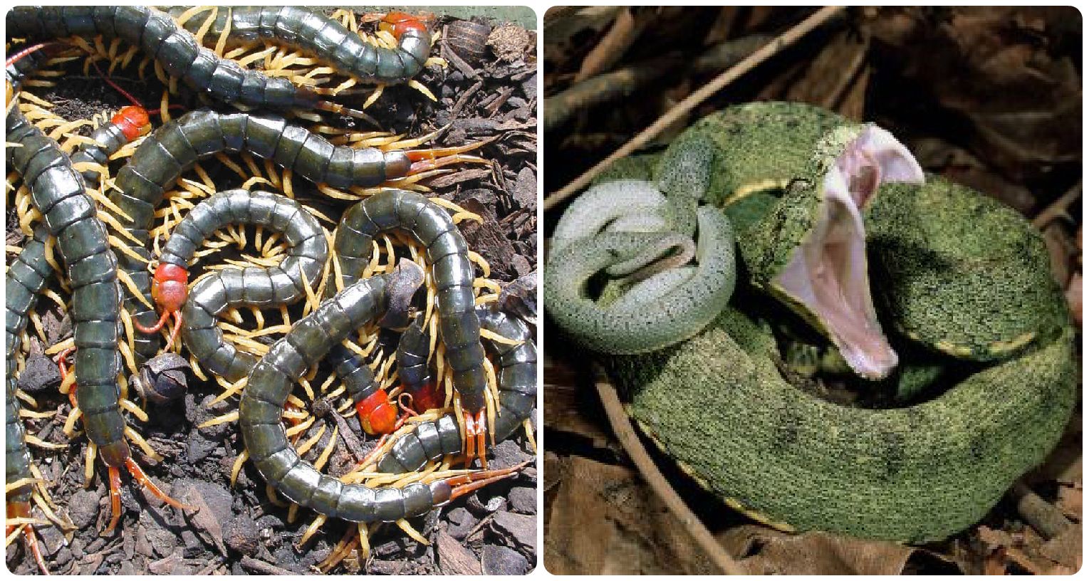 Imagine incredibilă din natură. Cine câştigă lupta dintre un şarpe şi un centiped uriaş