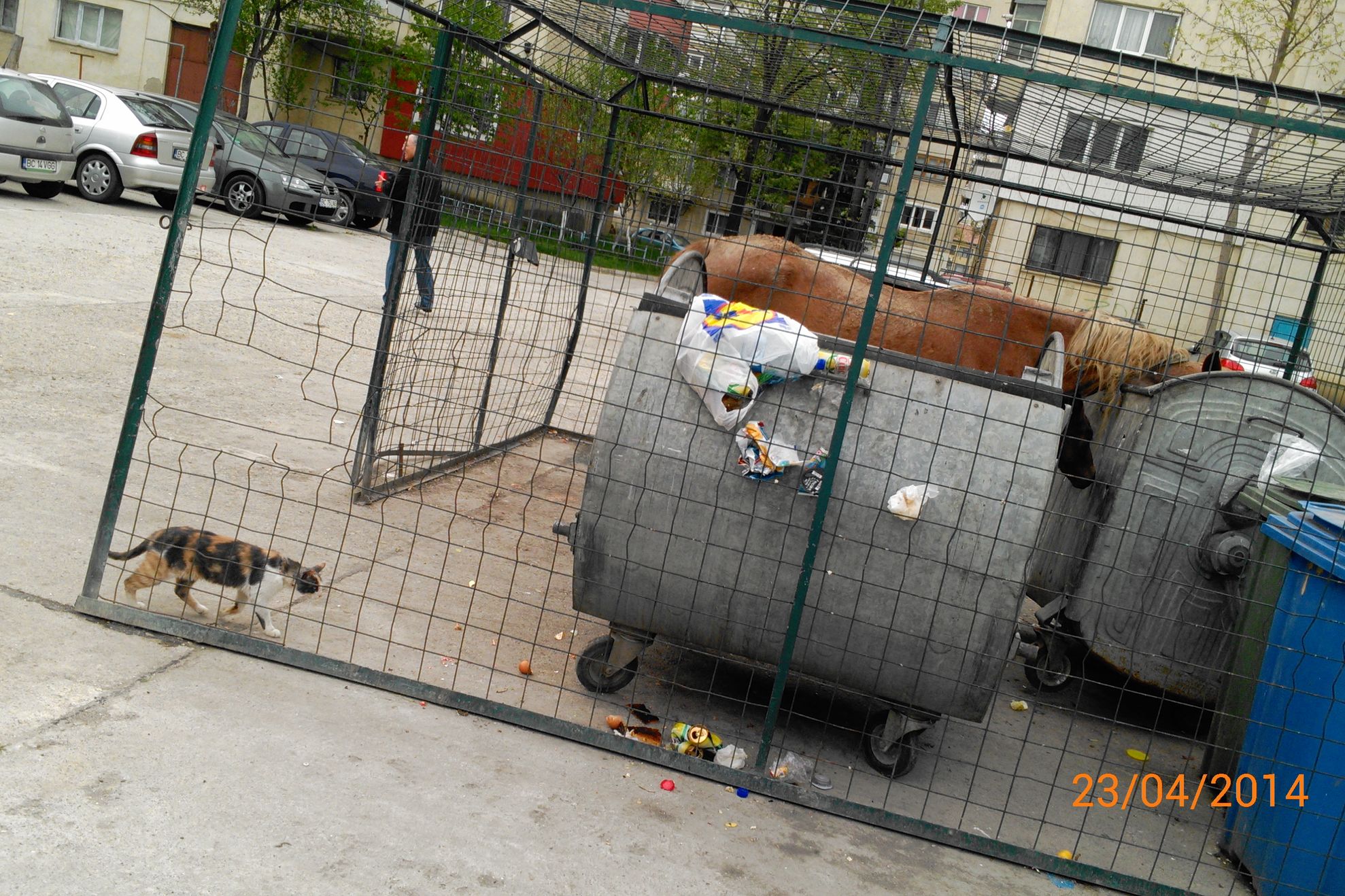 MARTOR OCULAR. Cai surprinși căutând în gunoaiele din oraș 