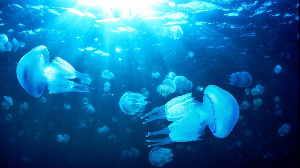 MEDUZA este celebrată de ZIUA PAMANTULUI cu un GOOGLE DOODLE
