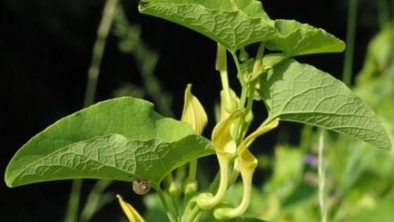 Cea mai puternica planta medicinala din Romania. Buruiana miraculoasa care poate invinge CANCERUL