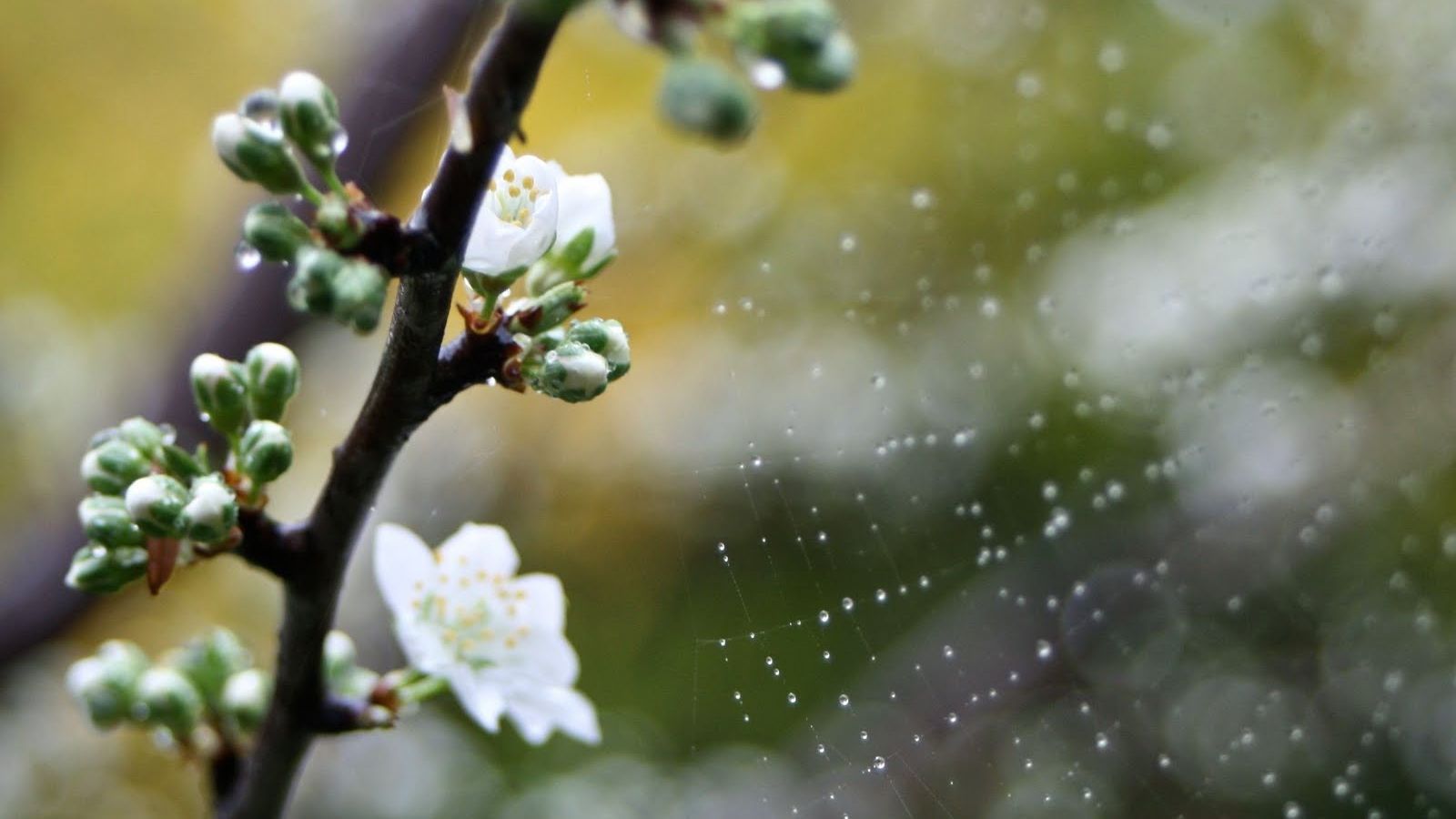 PROGNOZA METEO pentru trei zile: temperaturi scăzute, vreme capricioasă şi PLOI