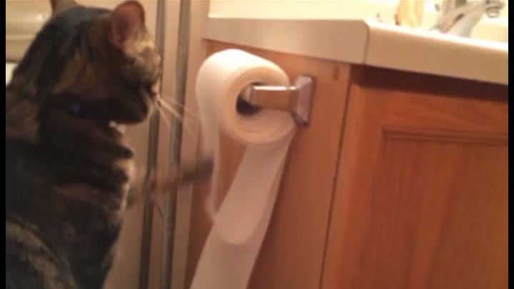 Motanul RESPONSABIL stârneşte RÂSETE.Ce s-a întâmplat după ce-a DESFĂŞURAT o rolă de hârtie igienică