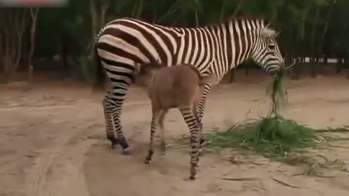 Creatură neobișnuită la o grădină zoologică din Mexic