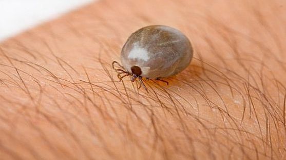 Cum să te protejezi de căpuşe dacă ieşi la iarbă verde