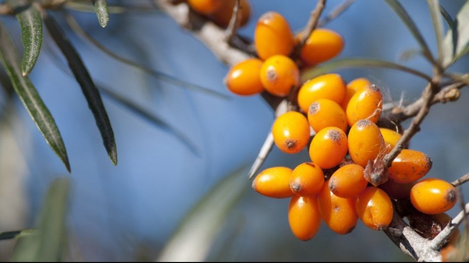 FRESH-REFRESH. Beneficiile cătinei