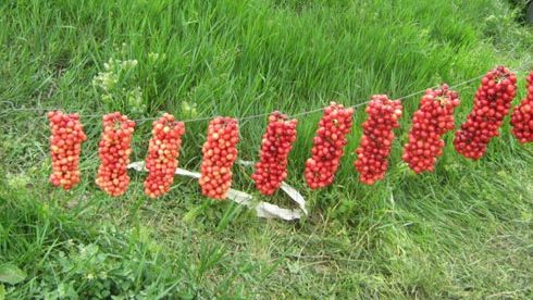 Ploi și temperaturi ușor ridicate! PROGNOZA METEO între 26 mai și 8 iunie 